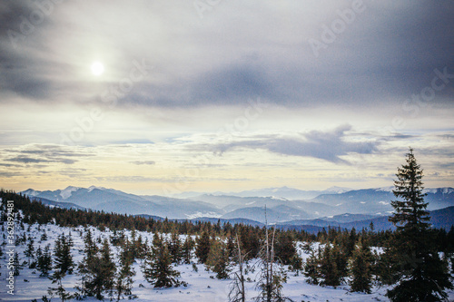 A tree in the snow © Дмитро Григорчак