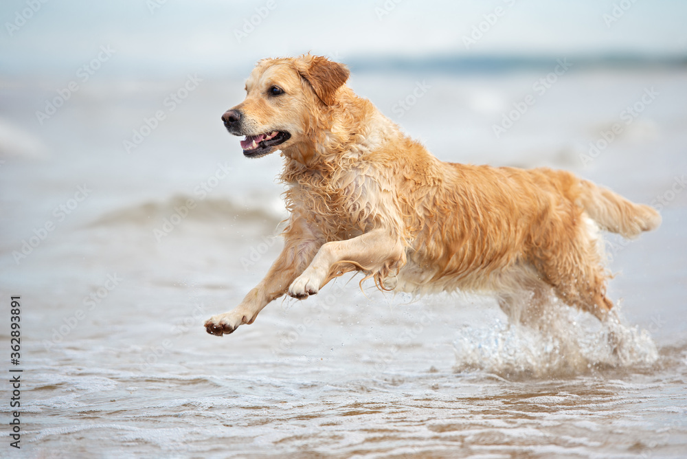 happy golden retriever dog running on water at the sea