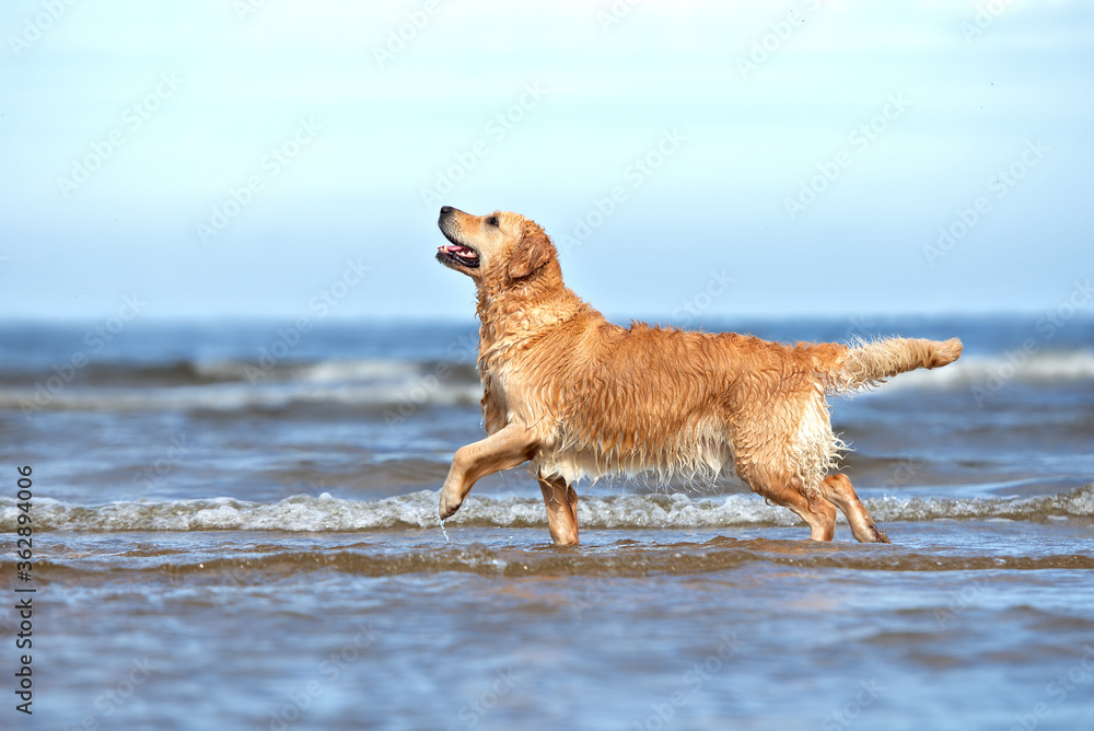 golden retriever dog walking on the beach in summer golden retriever dog walking on the beach in summer