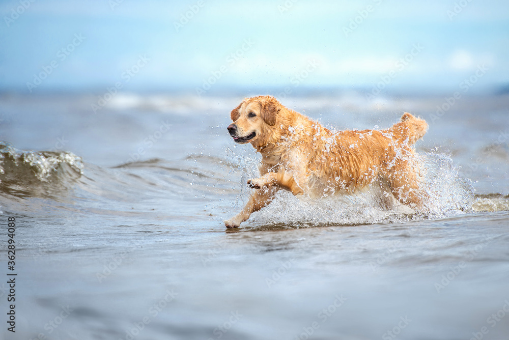 happy wet dog running in the sea happy wet dog running in the sea
