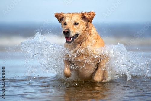 happy golden retriever dog jumping in water