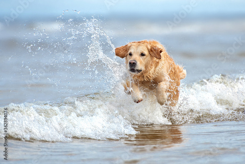 happy golden retriever dog jumping in the sea water