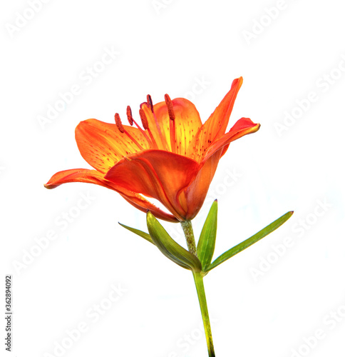 Lily flower Isolated on a white background. Bud of an orange flower of a lily close-up, isolate. Floristics