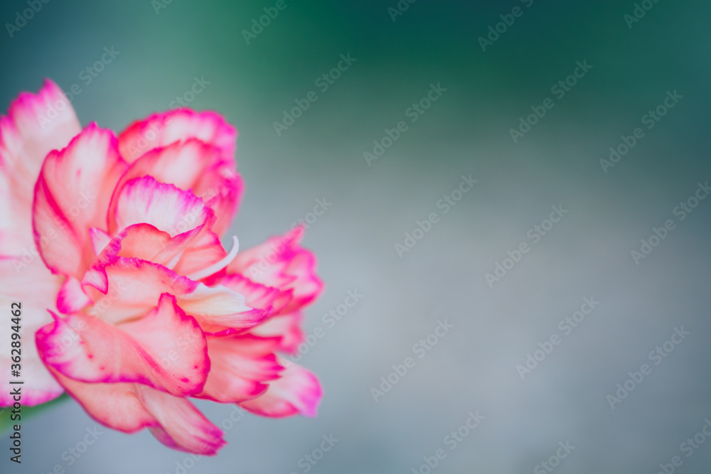 Beautiful bouquet of very brightly coloured carnations Beautiful bouquet of very brightly coloured carnations