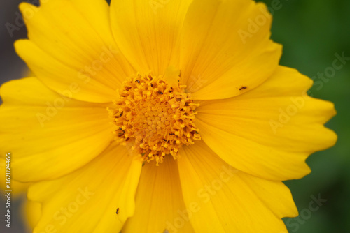 Huge yellow flower in full screen. The middle of the flower is clearly visible. Several small insects crawl along the petals
