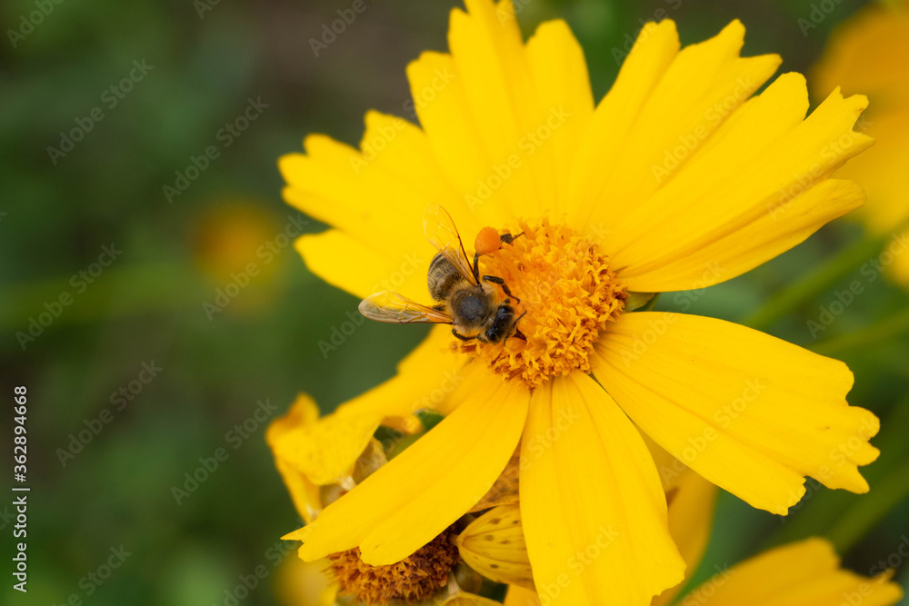 the bee collects nectar on a yellow flower. The insect has pollen on its legs. The copy space at the left for test. Blurred background. the bee collects nectar on a yellow flower. The insect has pollen on its legs. The copy space at the left for test. Blurred background.