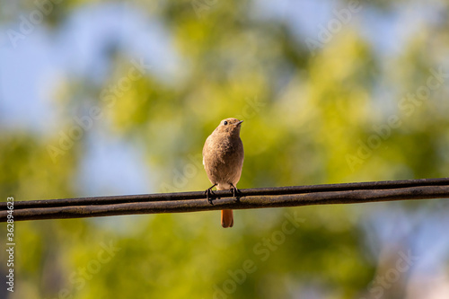 Black redstart sitting on electric cable, close up	