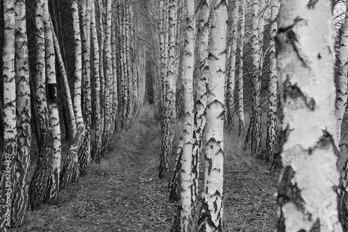 Fototapeta Naklejka Na Ścianę i Meble -  las brzozowy