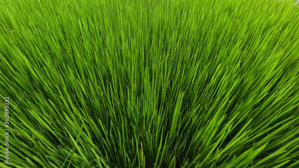 rice field on the tropical island of Bohol rice field on the tropical island of Bohol