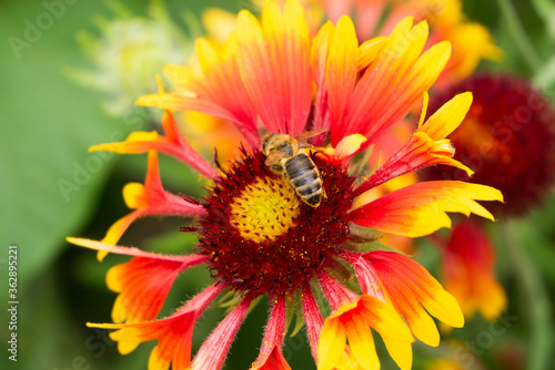 Fototapeta Naklejka Na Ścianę i Meble -  A striped bee sits on an Indian blanket flower collecting nectar. Honey plant. Bokeh.
