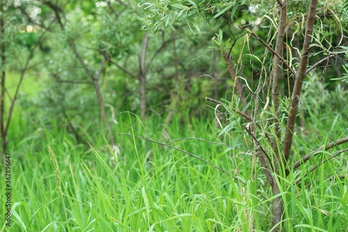 Green tree stems in the summer meadow grass. Natural background