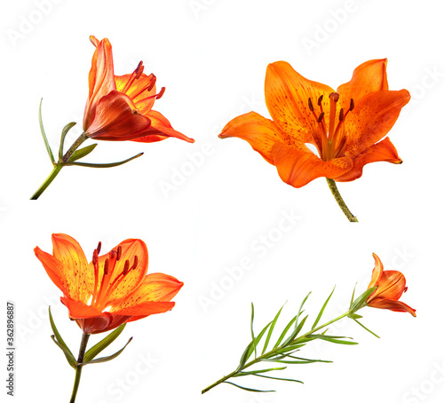 Set of buds of an orange lily flower closeup  isolate. A lot of lily flowers isolated on white background. Floristics