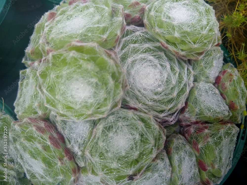 Obraz premium Sempervivum 'Spider's Web'