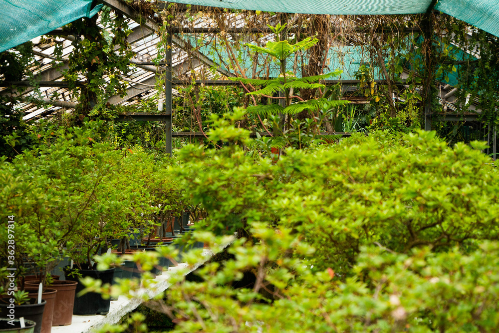 Potted tree plants are hardly in a mysterious, seemingly abandoned greenhouse. By design, a climbing plant is woven. Potted tree plants are hardly in a mysterious, seemingly abandoned greenhouse. By design, a climbing plant is woven.