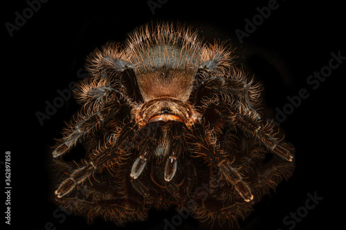 Tarantula grammostola porteri isolated on black background. Grammastola pulchripes on mirror with reflection. Arachnid, fang. Dangerous wildlife. © kaew6566