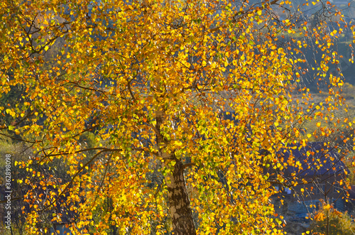 Collection of Beautiful Colorful Autumn Leaves