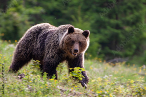 An impressive female bear (ursus arctos) is walking on a flowering meadow full of flowers.