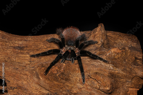 Bolivian red rump tarantula on the old wood isolated on black background. Dangerous wildlife.
