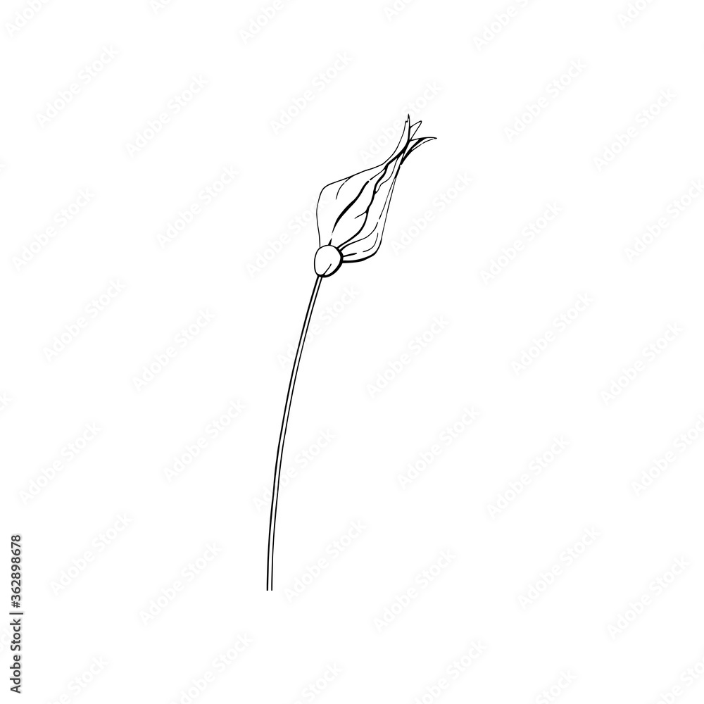 Fototapeta premium Black and white line art decoration of flower with leaves. Vector isolated clipart. Minimal monochrome hand drawing botanical design. Contour engraving bud.