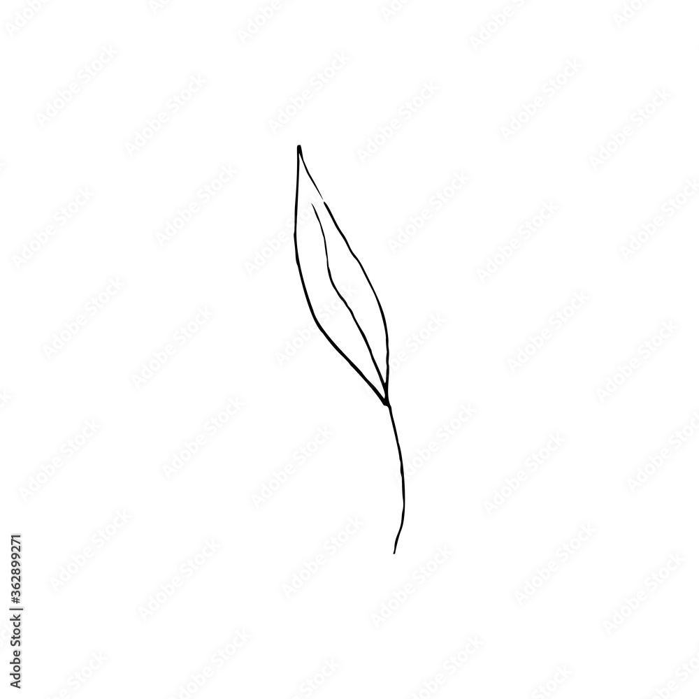 Contour foliage. Black and white line art decoration of leaves.  Vector isolated clipart. Minimal monochrome hand drawing botanical design.