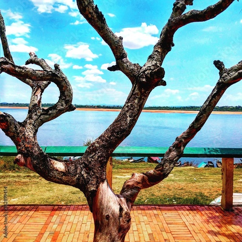 tree on the beach.  Orinoco River, Puerto Carreno Colombia

 photo