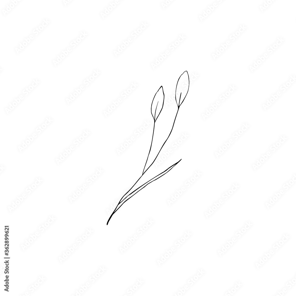Obraz premium Contour engraving bud. Black and white line art decoration of cotton flower with leaves. Vector isolated clipart. Minimal monochrome hand drawing botanical design.