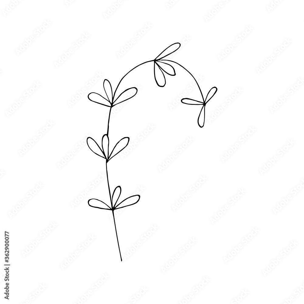 Black and white line art decoration of leaves.  Vector isolated clipart. Minimal monochrome hand drawing botanical design. Contour engraving branch