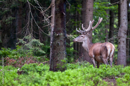 Deer, Cervus elaphus, with antlers growing on velvet.A huge deer in deep spruce forest. Wild animals in spring . © Michal