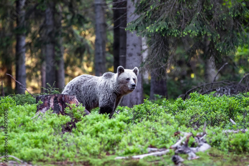 Beautiful brown bear (Ursus arctos) in a natural setting in a spruce forest covered with blueberries © Michal