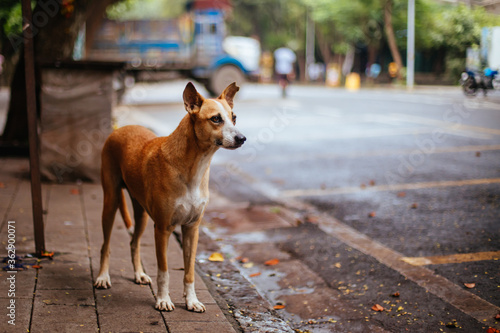 Stray Dog in Mumbai India