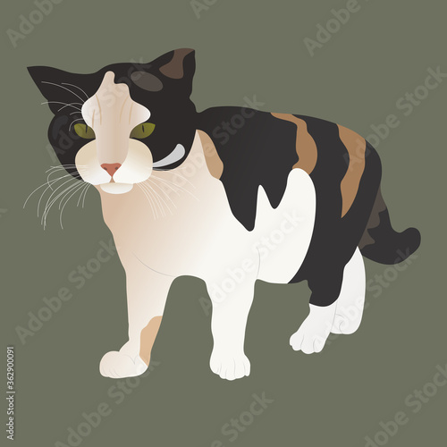 Charming cat with a white breast, black-brown spots and a beautiful white mustache. Small house pet full body with short hair coat, vector illustration. Isolated on dark background. For print and web.