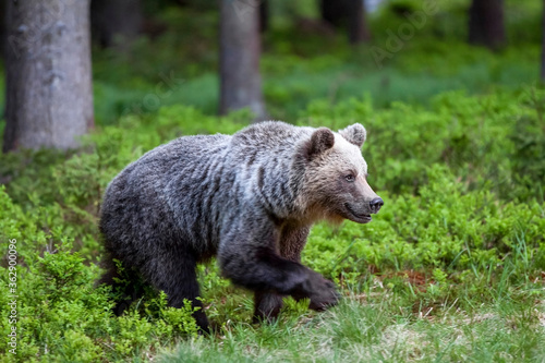 Beautiful brown bear  Ursus arctos  in a natural setting in a spruce forest covered with blueberries