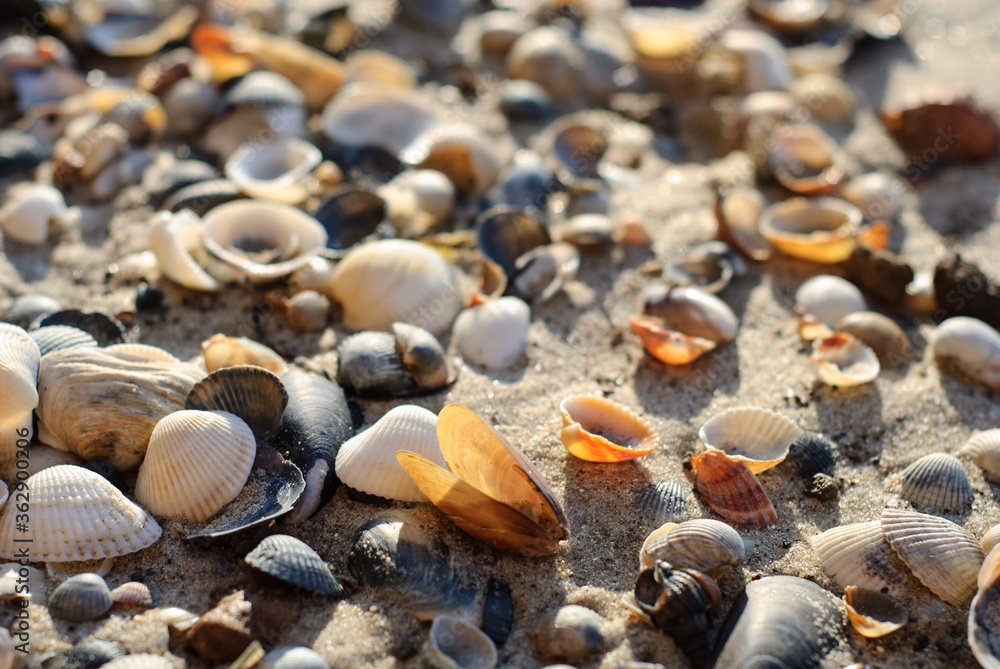 Sea shore with shells.