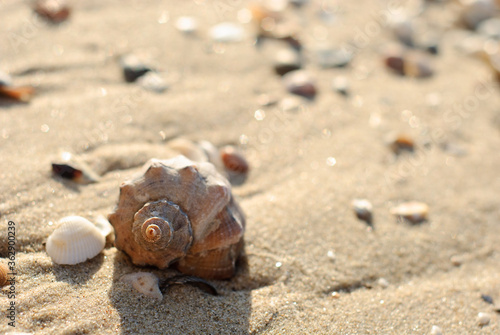 shell on golden sand