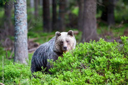 Beautiful brown bear (Ursus arctos) in a natural setting in a spruce forest covered with blueberries © Michal