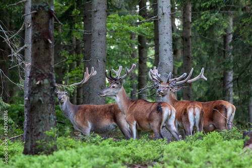 Cervus elaphus, with antlers growing on velvet. A young deers in deep spruce forest. Wild animals in spring © Michal