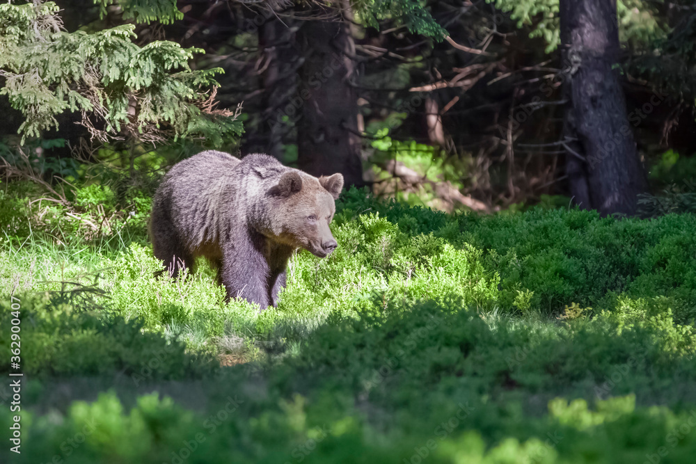 Male brown bear (ursus arctos) walking in the dark spruce forest. Sunbeams penetrate the forest and illuminate the mysterious bear