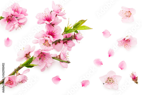 peach flowers isolated on white background. spring flowers. top view