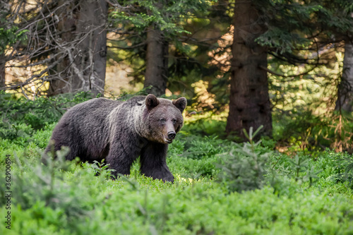 Magnificent male brown bear in deep black spruce forest natural environment