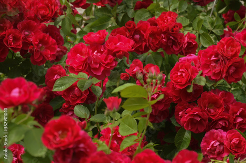 red rose Bush. flowers in the Park. background for the design.