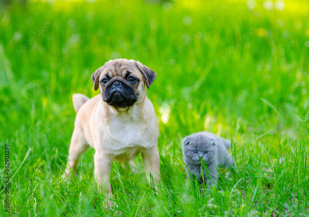 Puppy and gray kitten stand next to a walk in the summer park