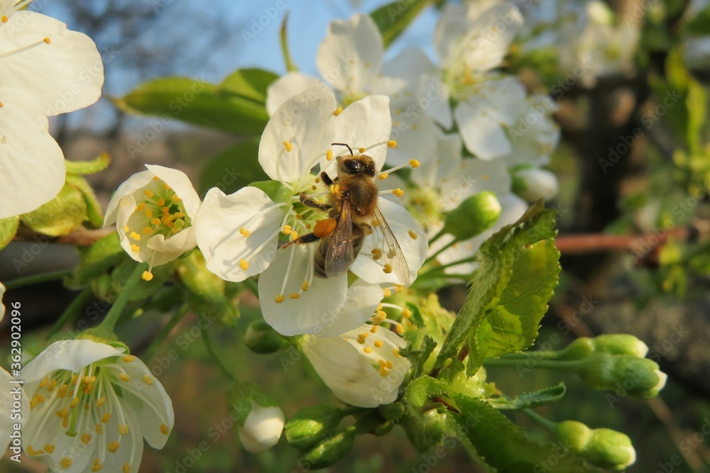 Bee on sweet-cherry flower in the garden Bee on sweet-cherry flower in the garden