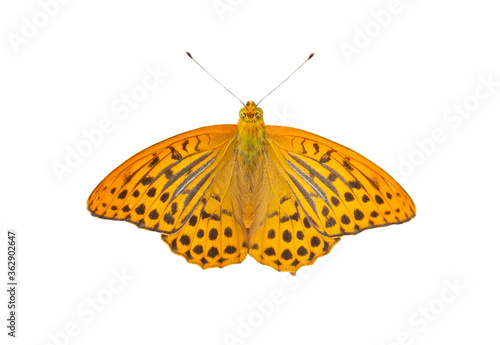 An orange butterfly with black spots Argynnis aglaja and outstretched wings in a top view, isolated on a white background, like a flying migratory butterfly insect representing summer . photo