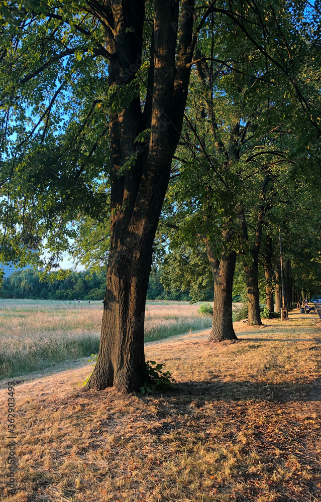 Fototapeta premium path in autumn park