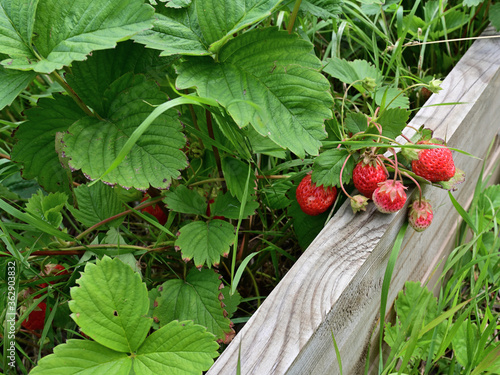 Ripe red strawberries on a home garden