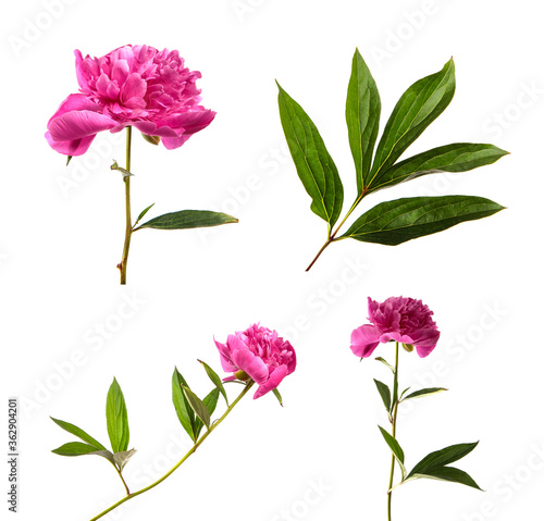 Fototapeta Naklejka Na Ścianę i Meble -  Set of peony flowers close up, isolate. Many peony flowers isolated on white background. Floristics