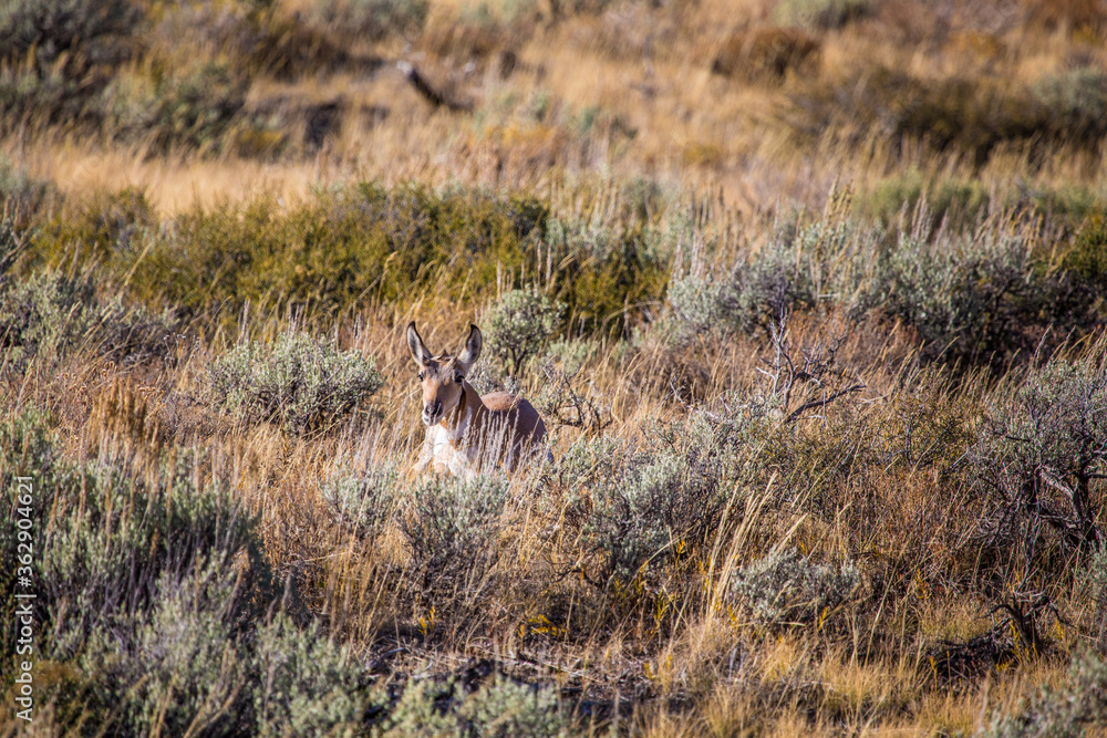 A antelope walking in the praire, in Grand Teton National Park, Wyoming. A antelope walking in the praire, in Grand Teton National Park, Wyoming.