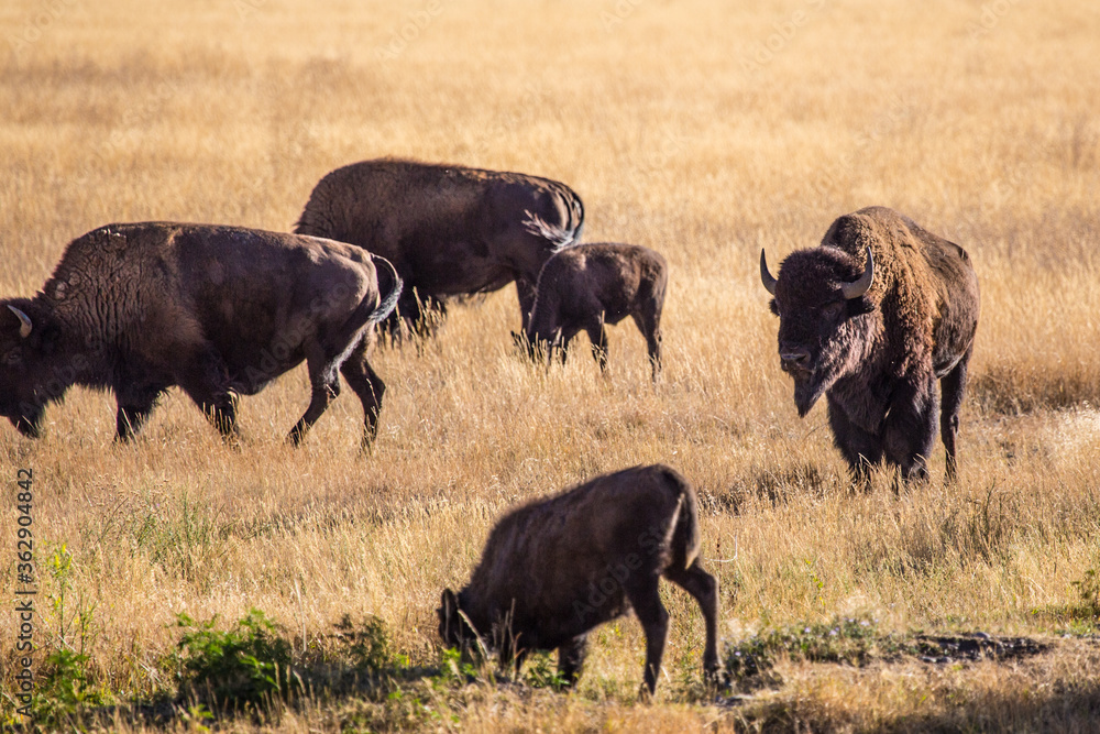 A herd of wild bisons standing on a prairie, in Grand Teton National Park. A herd of wild bisons standing on a prairie, in Grand Teton National Park.