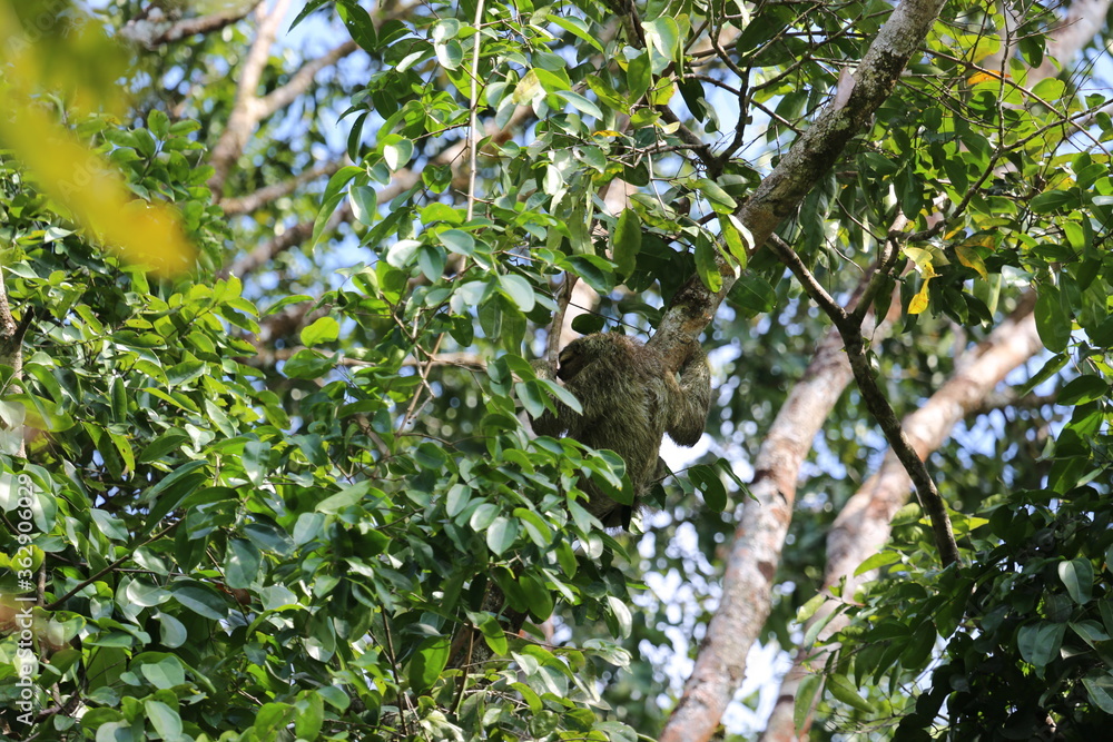 Sloth in the Corcovado park in Costa Rica Sloth in the Corcovado park in Costa Rica