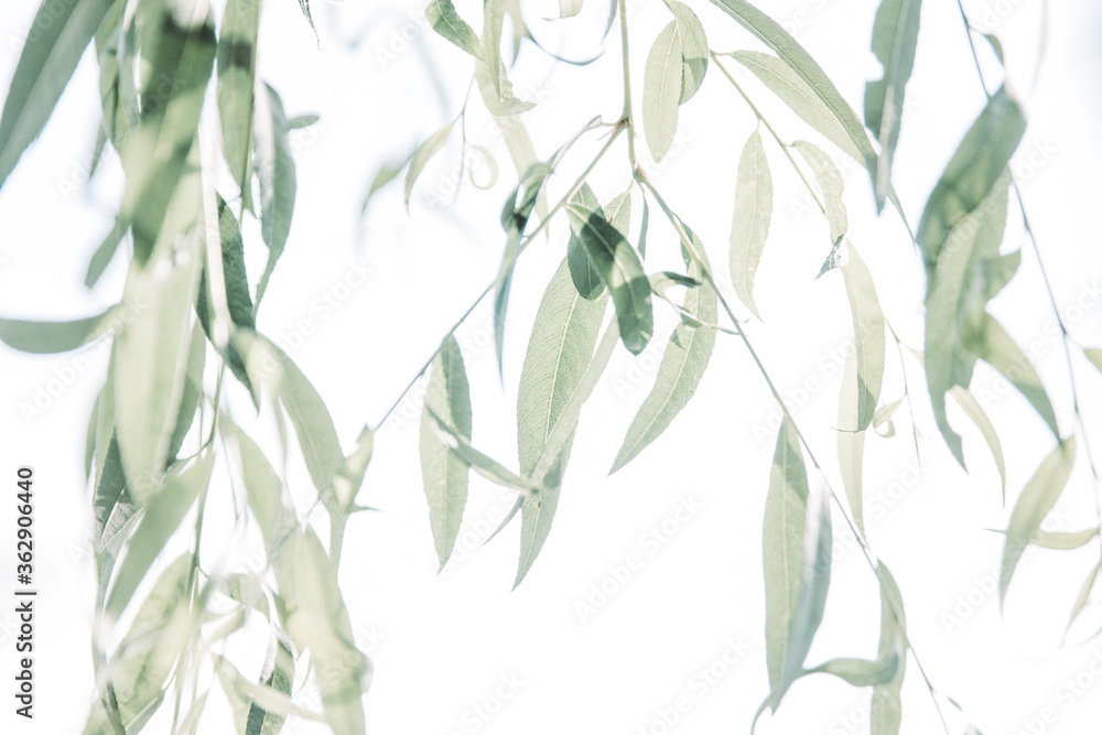 Fototapeta premium Willow Light Relaxation (wedding stationery)